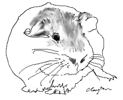 guineapig