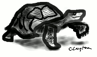 tortoise