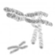 chromosomes